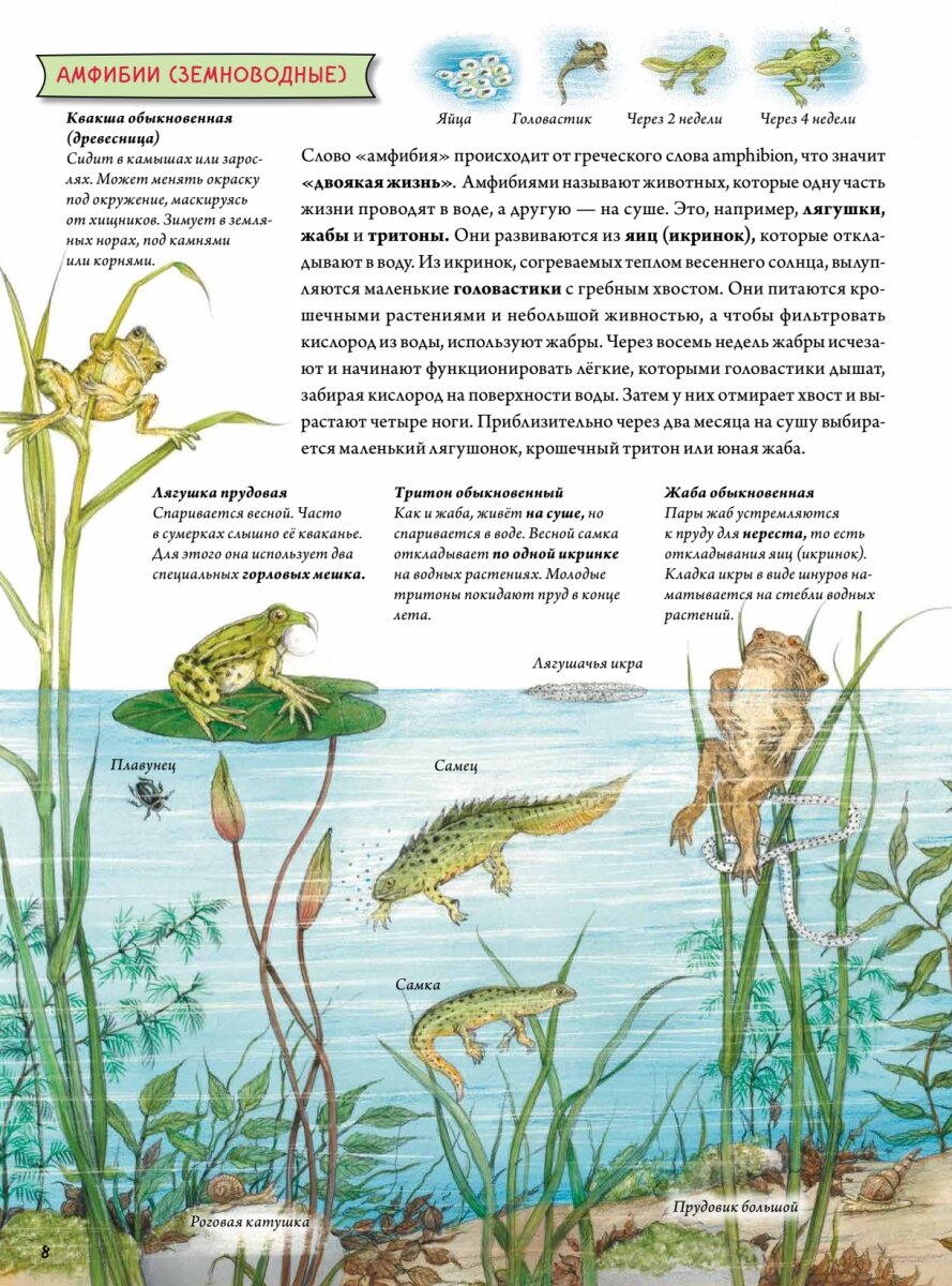 Животные и растения рек, озер и морей. BIObook А. Толмачева - фото №6