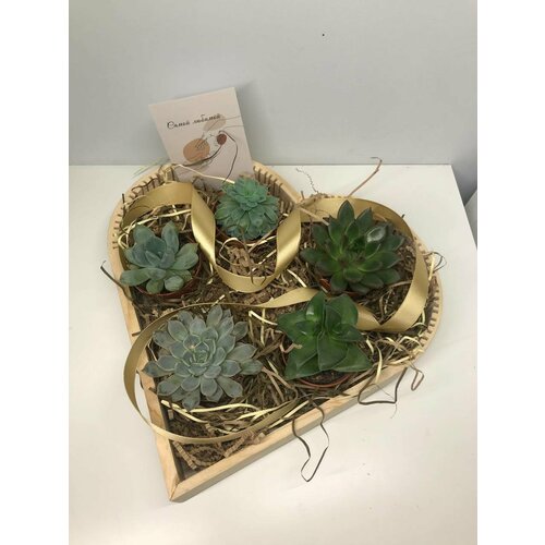 Суккуленты в наборе 5 шт.