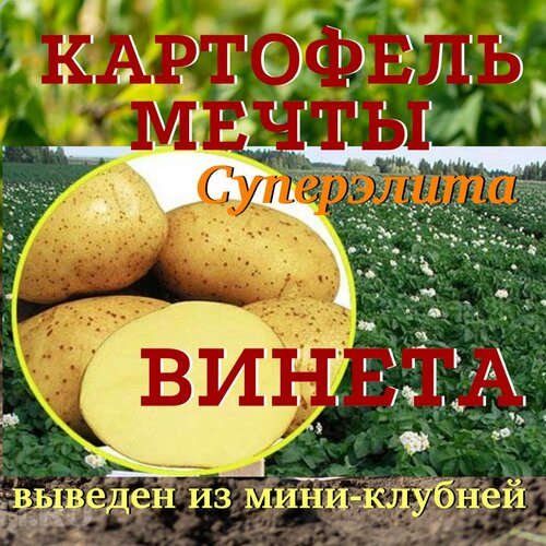 Картофель семенной винета (Адретта) клубни 3 кг картофель семенной лапоть клубни 3 кг