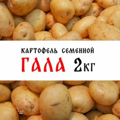 Семенной картофель сорт "Гала" 2кг, клубни, 1я репродукция