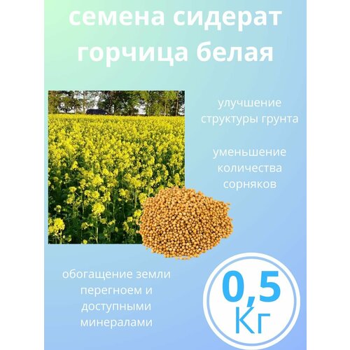 Горчица белая семена сидерат 0.5 кг