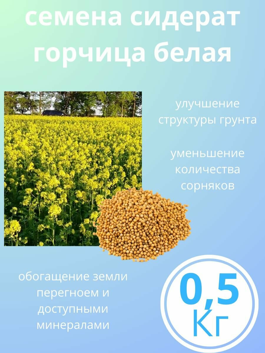 Горчица белая семена сидерат 0.5 кг