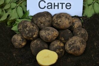 Семенной селекционный картофель Санте Суперэлита 2 кг