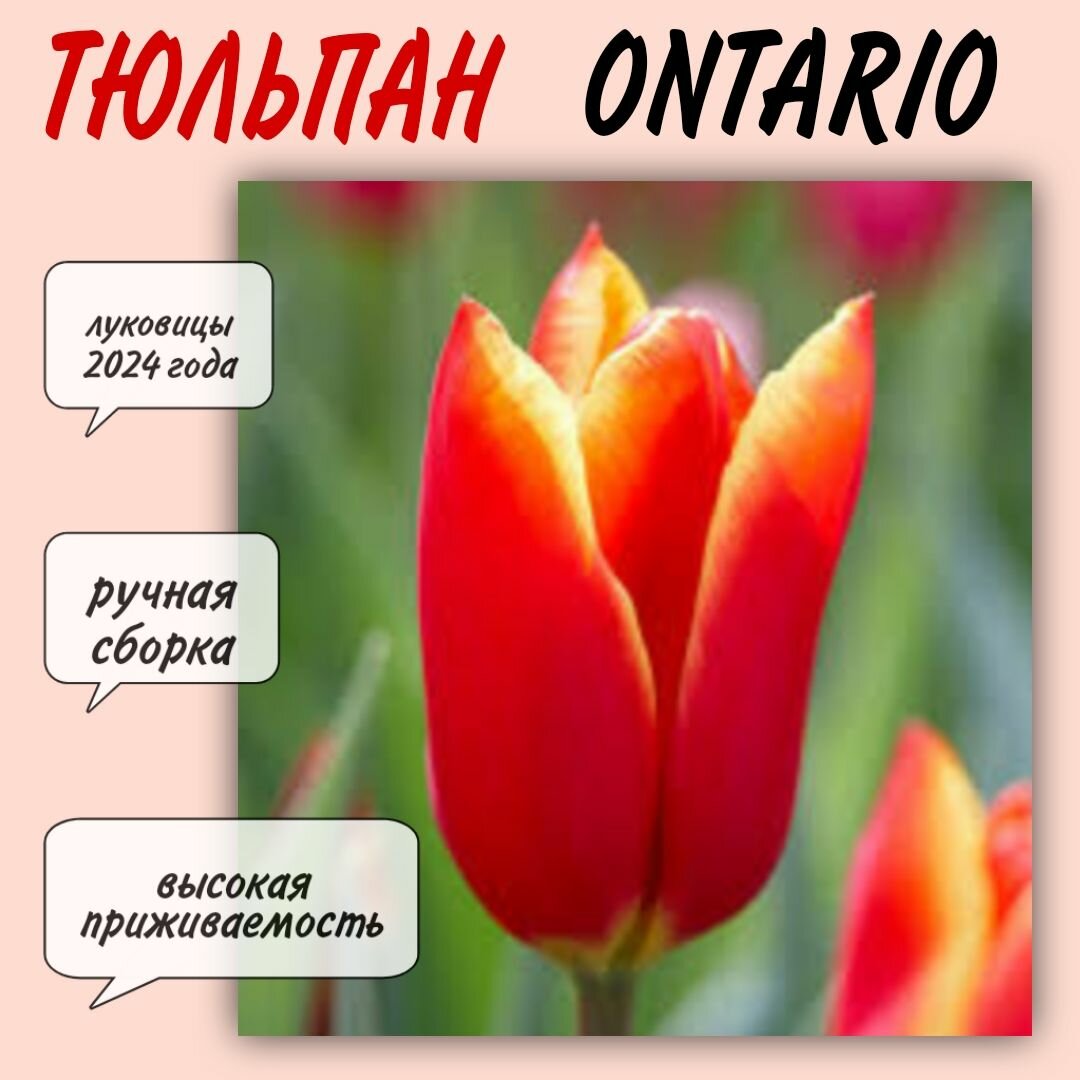 Луковицы тюльпана сорт "Ontario" 3 шт