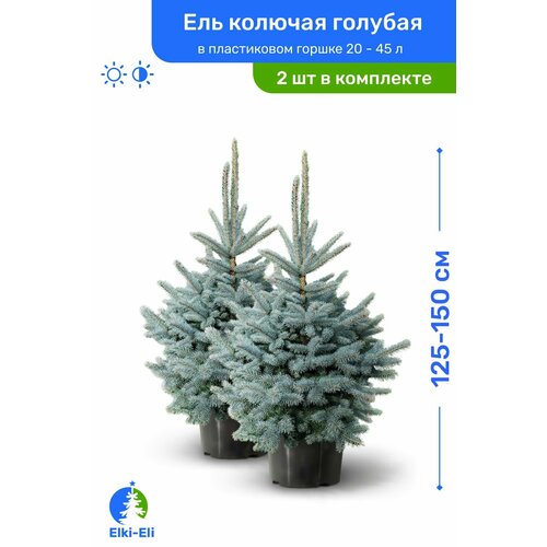Ель колючая голубая 125-150 см в пластиковом горшке 20-45 л, саженец, хвойное живое растение, комплект из 2 шт