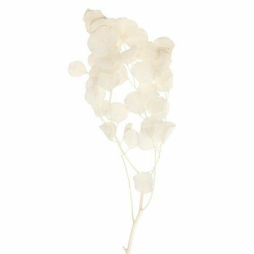 Сухоцвет персикого дерева 50 гр длина 70 см цвет белый 2390₽