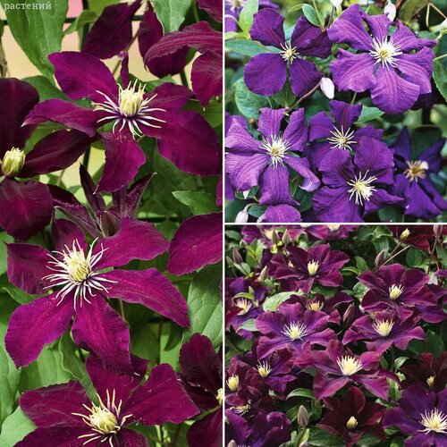 Набор клематисов Звездная ночь (3 саженца в горшках р9). Szkolka roslin A.M (Польша)