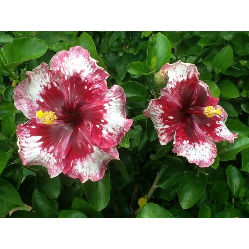 Семена Гибискус комнатный Парпл Мажестик 5 шт. 1 упаковка