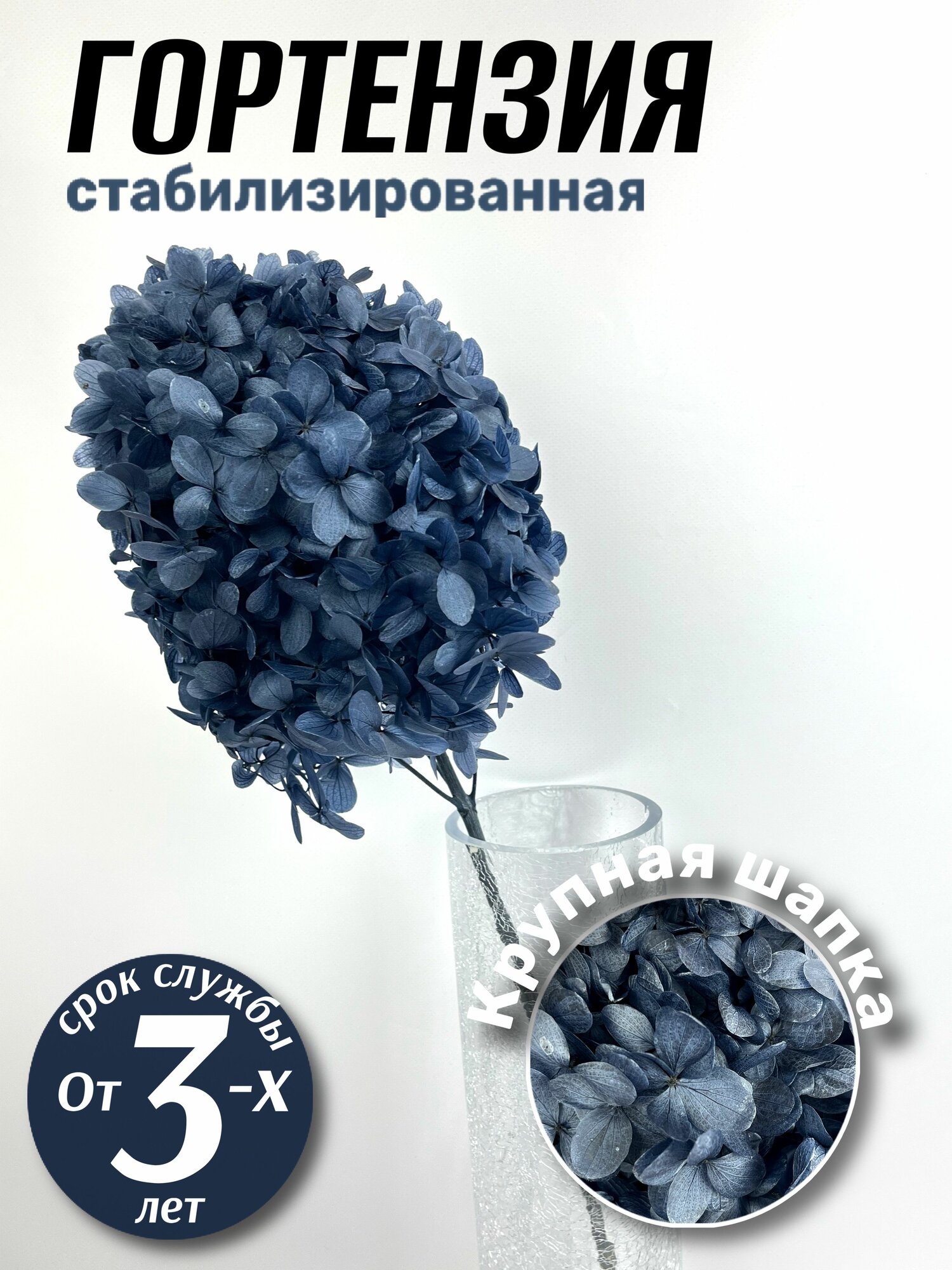 Гортензия стабилизированная