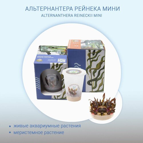 Альтернантера рейнека мини ALTERNANTHERA REINECKII MINI меристема живые растения in-vitro для аквариума 490₽