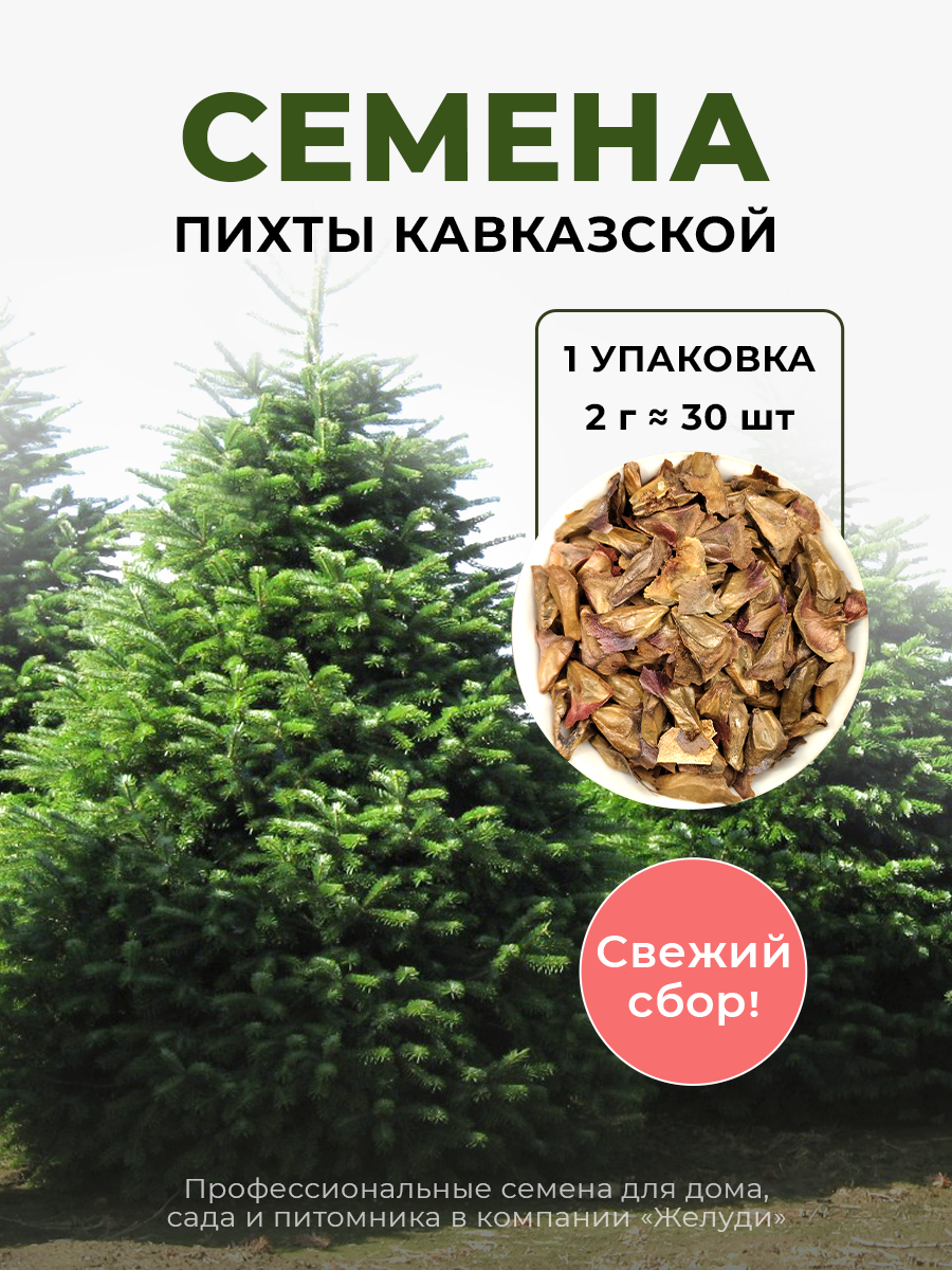 Семена Пихты Нордмана или Пихты кавказской 2 грамма (примерно 30 шт)