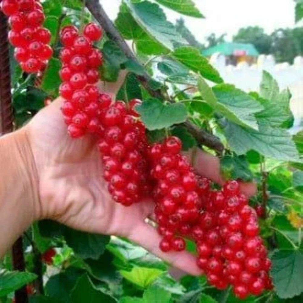 Изображение Комплект Классика вкусов из 2 саженцев / морозостойкий, высокоурожайный