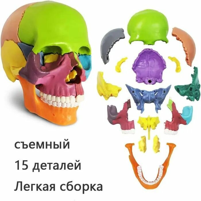 Анатомическая модель человеческого черепа, цветные черепа для изучения анатомии можно разобрать на 15 штук 1:2