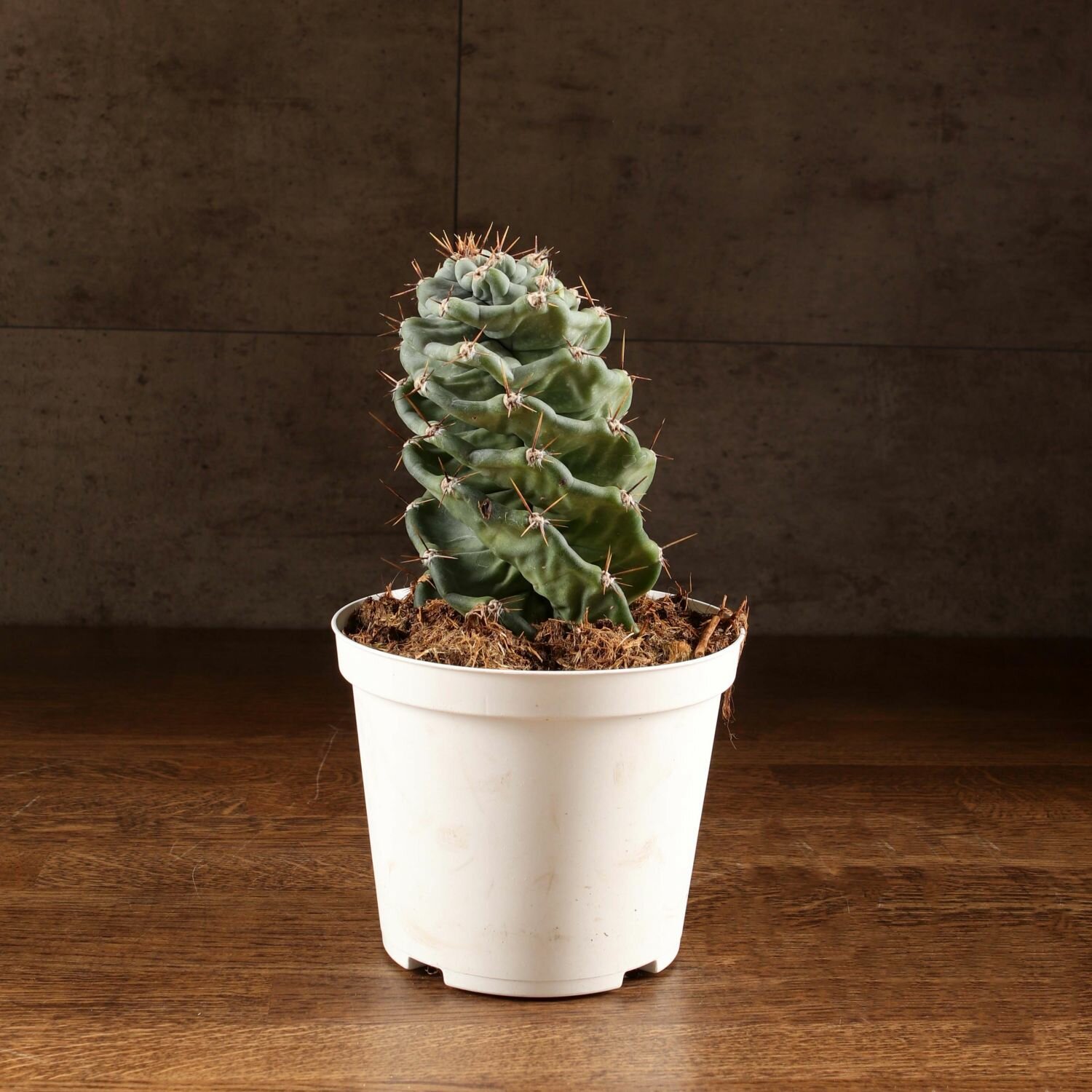 Кактус Цереус Спираль 25/14