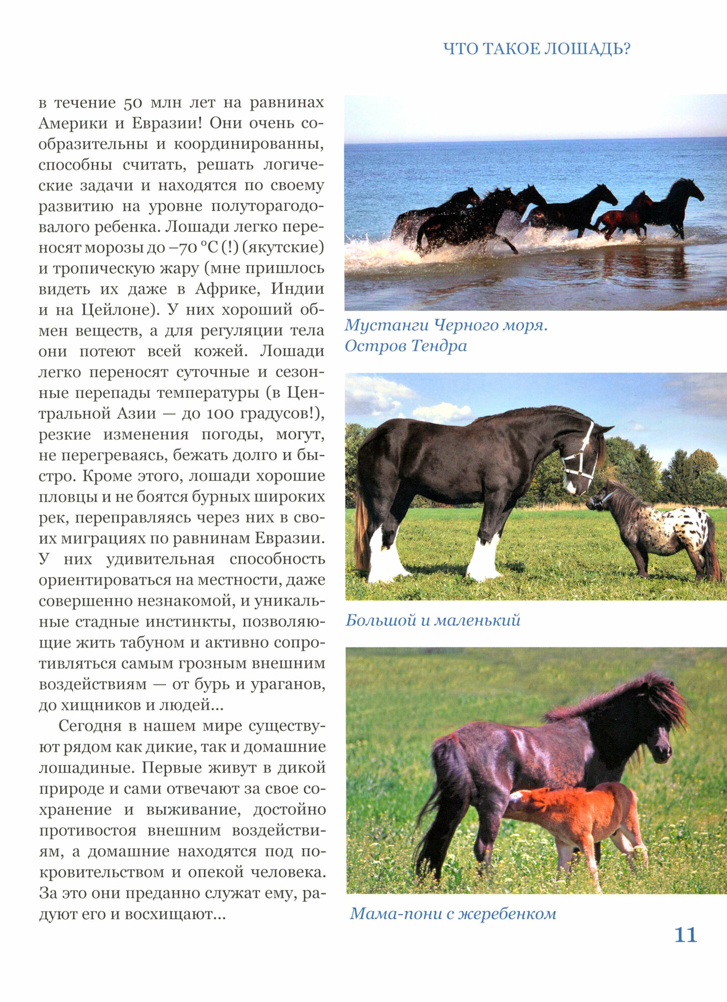 С лошадью на века! Энциклопедия юного конника - фото №12