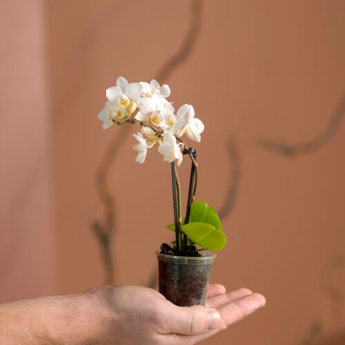 Цветок орхидея белая , орхидея фаленопсис 6/20