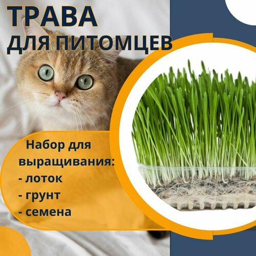 Трава для кошек "Кеша".