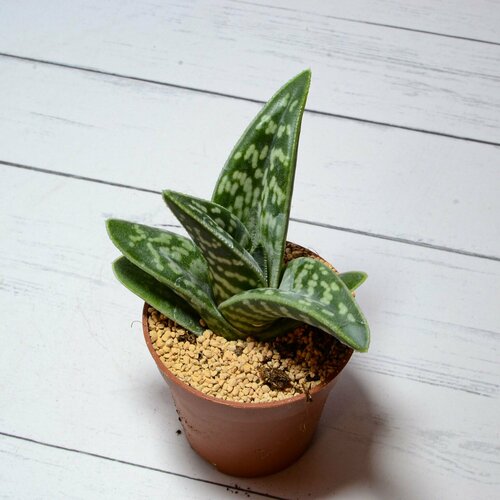 Суккулент Aloe Variegata (Алоэ) Диаметр горшка 5.5 см. Субстрат Succuterra Classic и фирменный горшочек в комплекте.