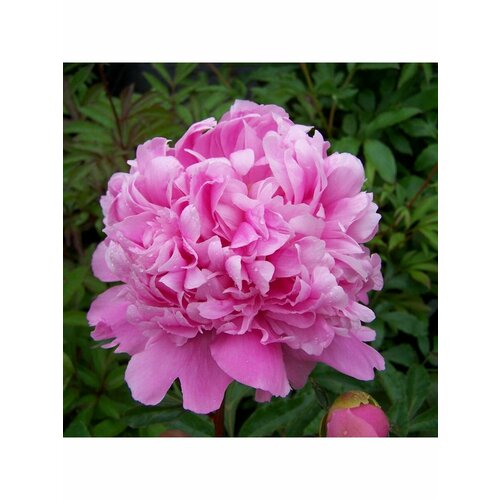 Пион Корневище, Монсеньор Жюль Эли, 1 почка