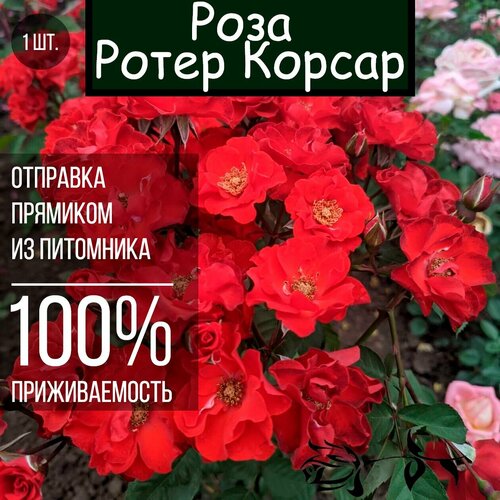 Саженец розы Ротер Корсар / Парковая роза роза ротер корсар кордес