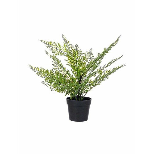 Растение декоративное BIZZOTTO CUOIO FERN 0171054 380h