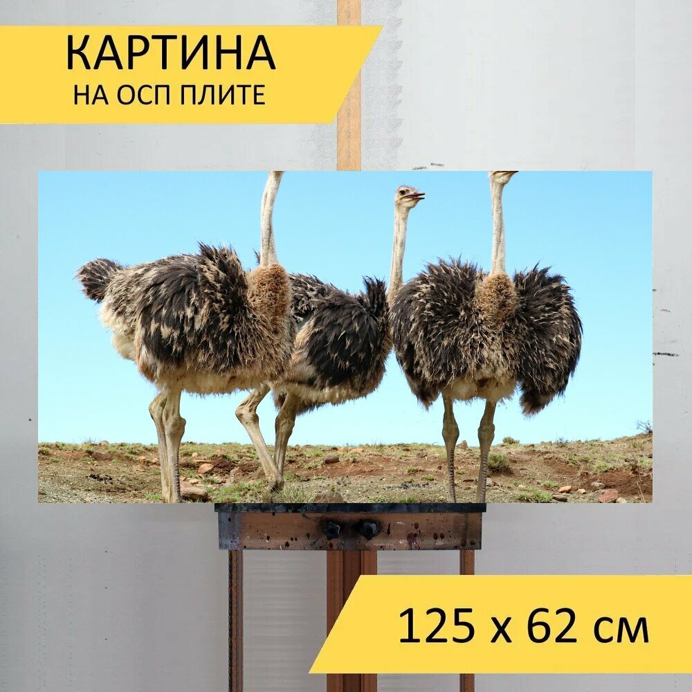 Картина на ОСП 125х62 см. "Страус, птица, штраус" горизонтальная, для интерьера, с креплениями
