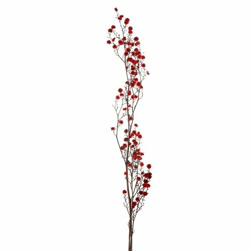 Сухие цветы КНР Молочай Миля, 25 г, длина - 70 см, красный