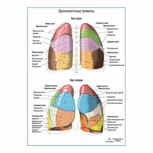 Бронхолегочные сегменты плакат А1+, матовый холст от 200 г/кв. м,