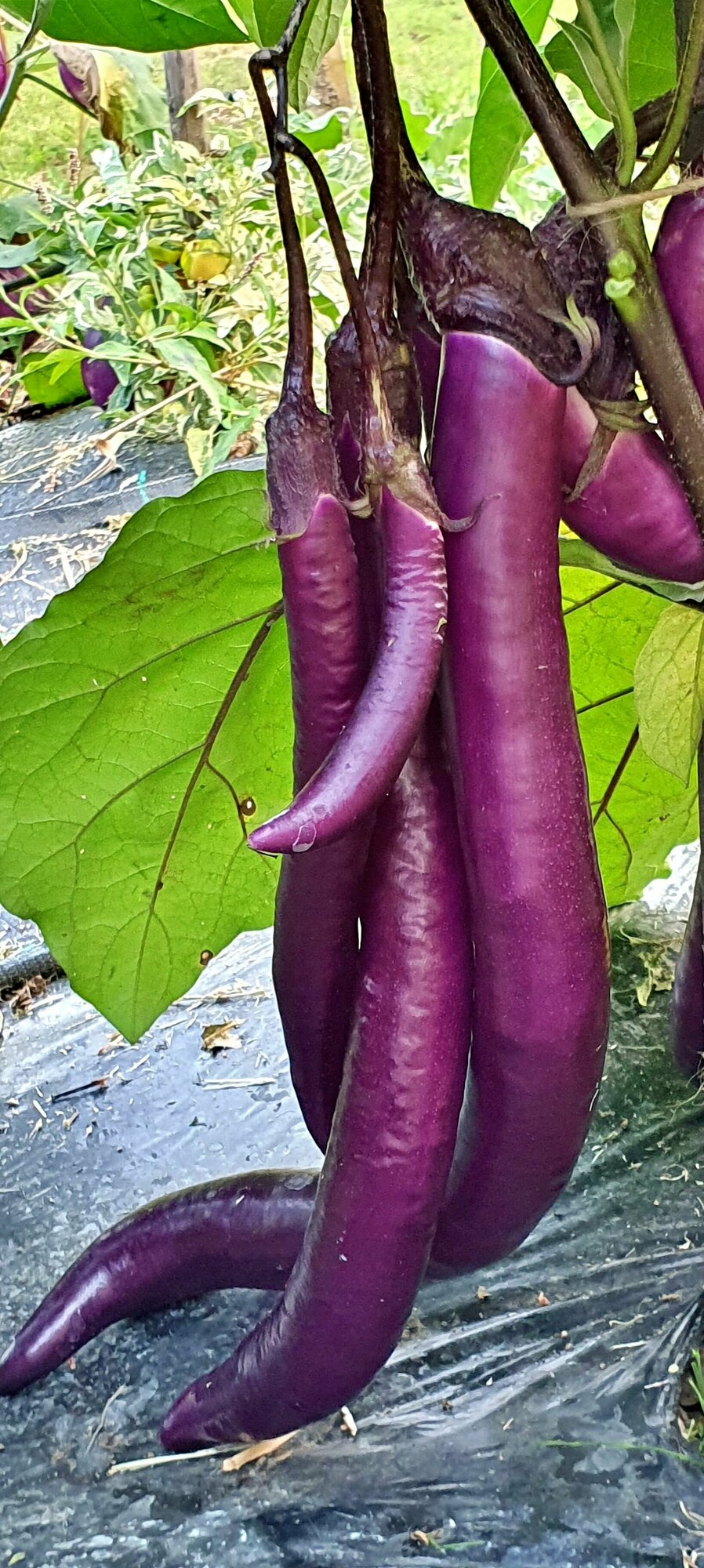 Семена Баклажан японский засолочный (Japanese Pickling) / Seeds And Goods / в пакетике zip-lock без полиграфии 15 семян