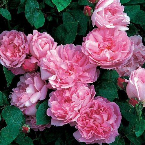 роза парковая астрид графин фон харденберг Роза парковая 'Mary Rose'
