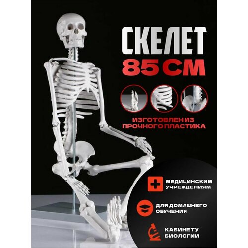 Макет скелет человека с органами анатомический модель 85см
