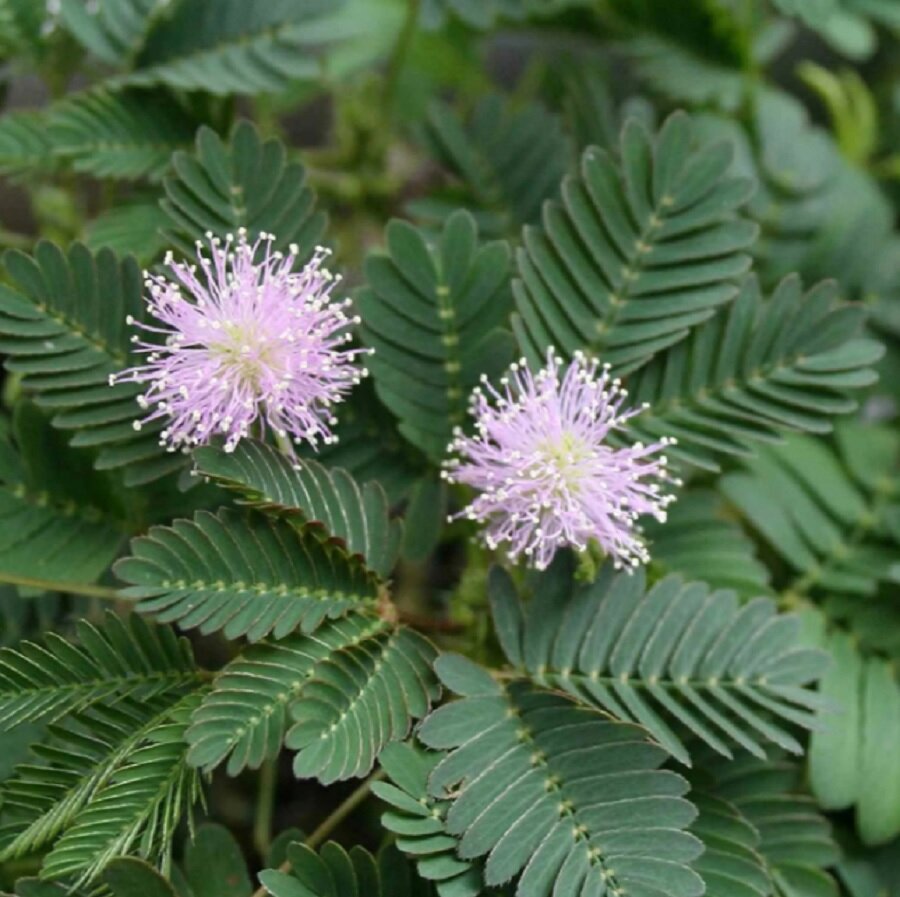 Семена Орешка Мимоза стыдливая Mimosa pudica 15 шт.