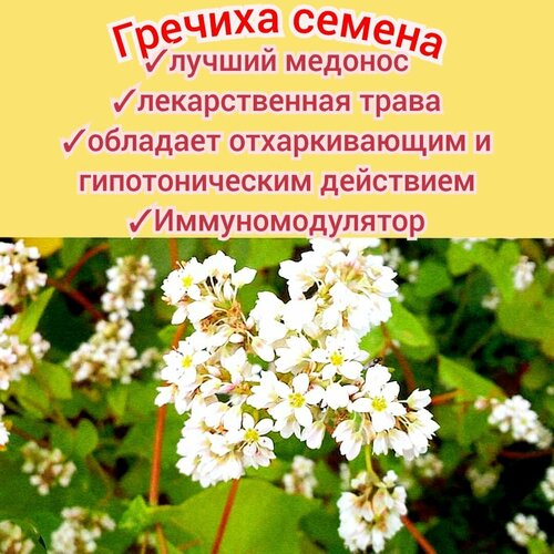 Гречиха медоносная 1кг семена отборные с пасеки, для сада/ огорода, сидерат медонос