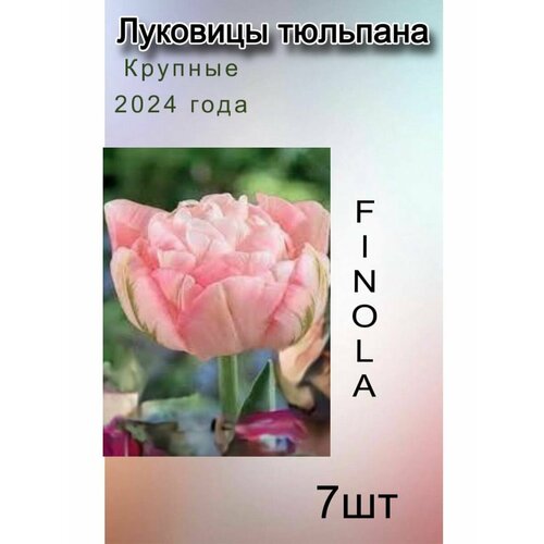 Луковицы Тюльпана Finola ( 7 шт)