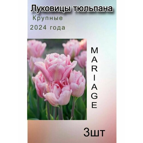 Луковицы Тюльпана Mariage ( 3 шт)