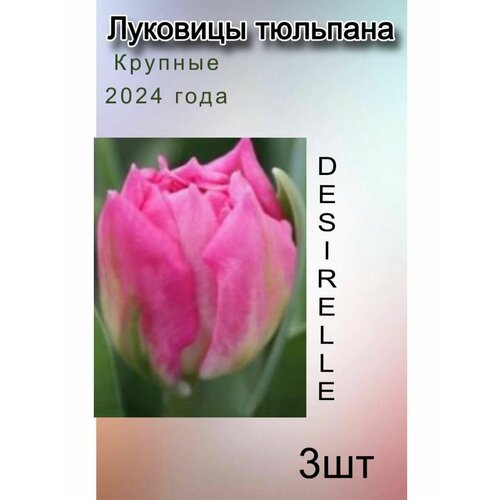 Луковицы Тюльпана Desirelle (3 шт)