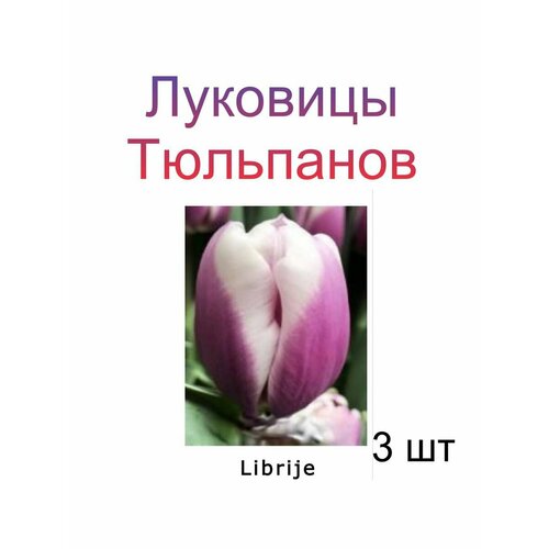 Луковицы Тюльпана Librije ( 3 шт)