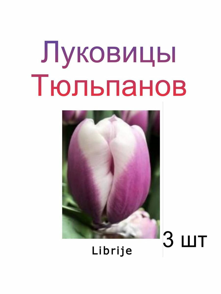 Луковицы Тюльпана Librije ( 3 шт)