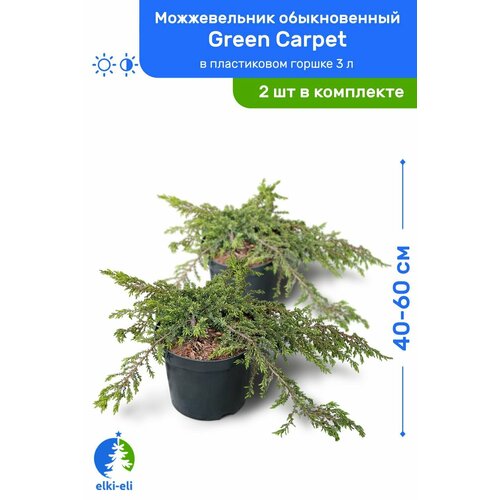 Можжевельник обыкновенный Green Carpet (Грин Карпет) 40-60 см в пластиковом горшке 3 л, саженец, хвойное живое растение, комплект из 2 шт