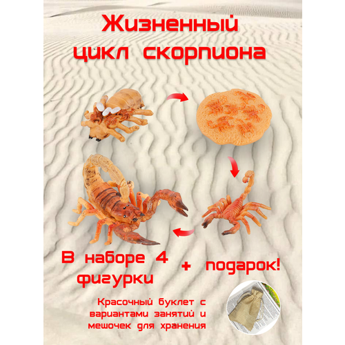 Набор Жизненный цикл Скорпиона