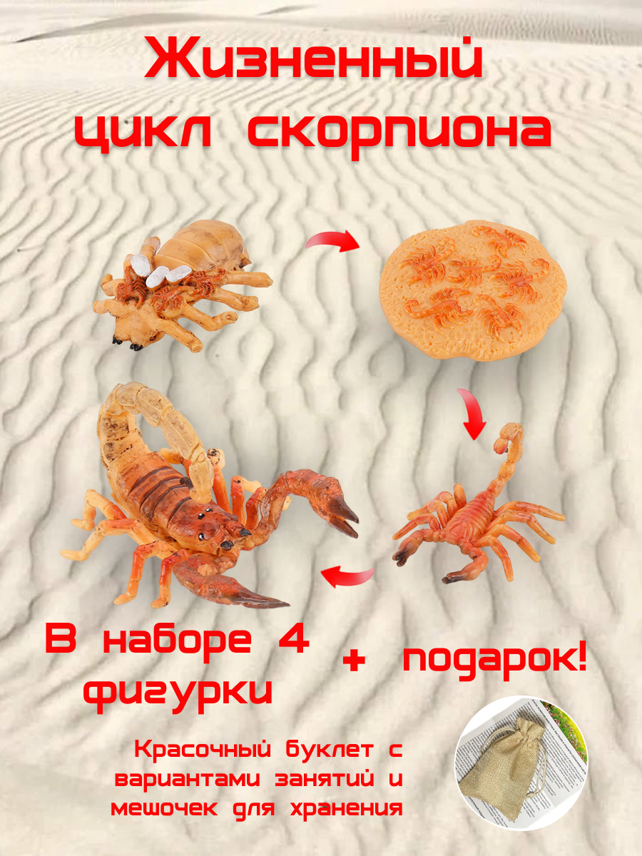 Набор Жизненный цикл Скорпиона