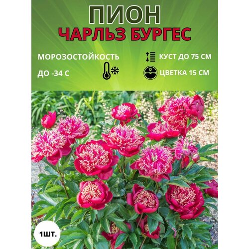 Пион махровый, корень саженец для посадки