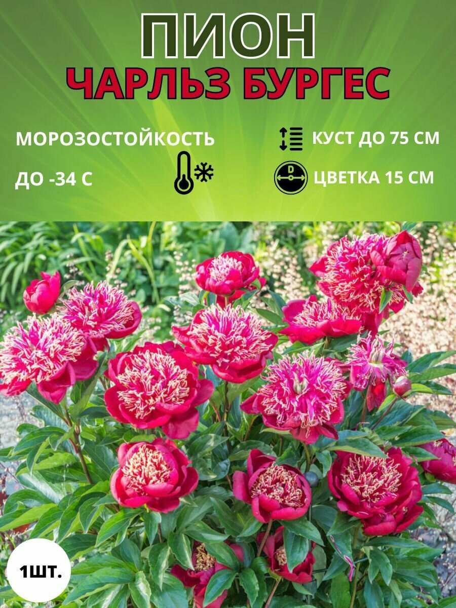 Пион махровый, корень саженец для посадки