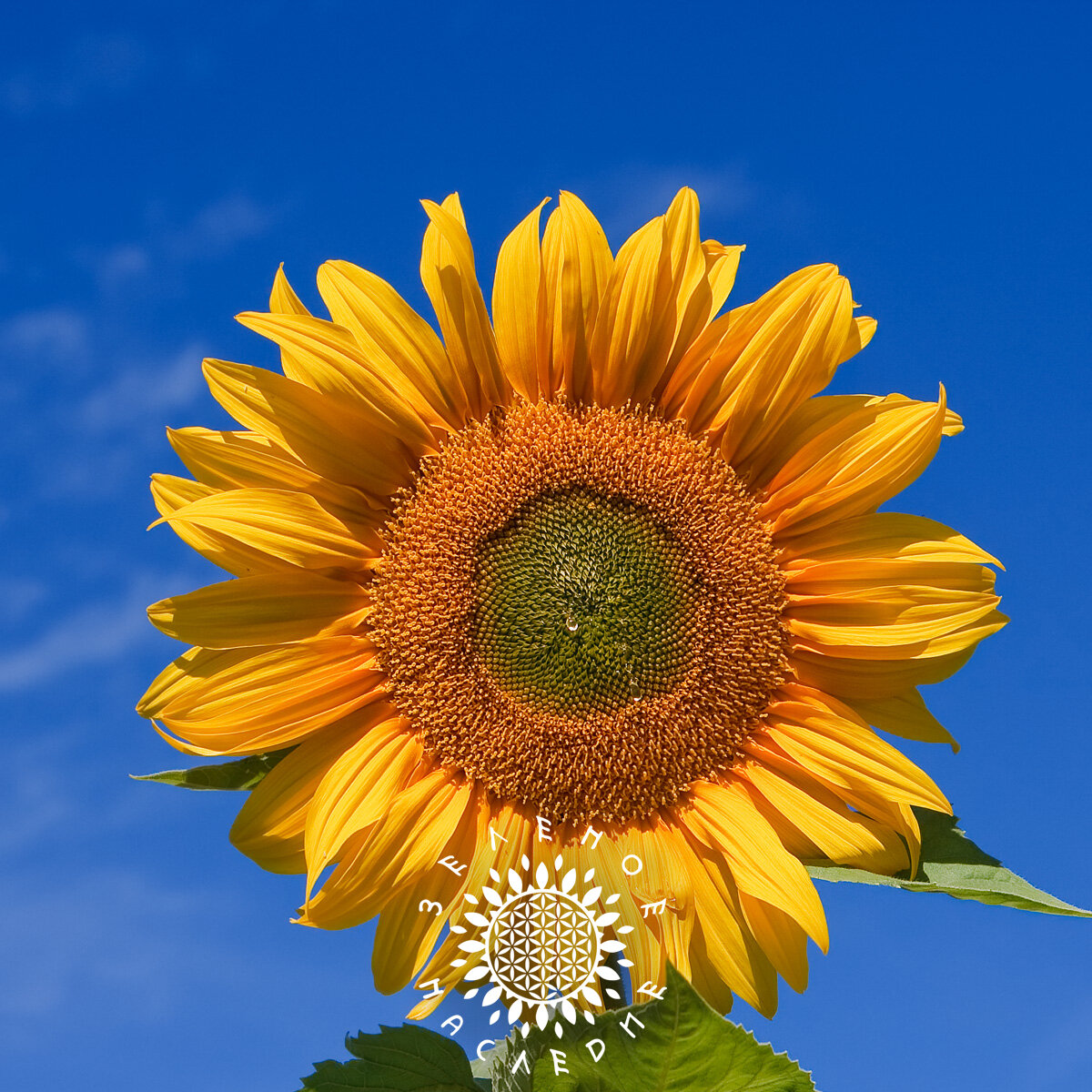 Семена Подсолнечник однолетний (лат. Helianthus) 100шт от Green Legacy