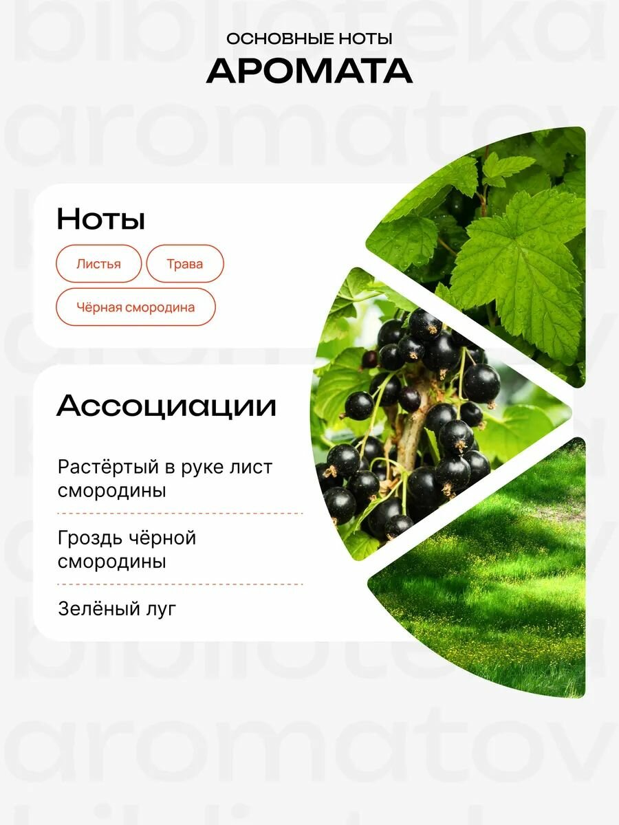 Библиотека ароматов Лист черной смородины Масляные духи 10 мл — фото 1