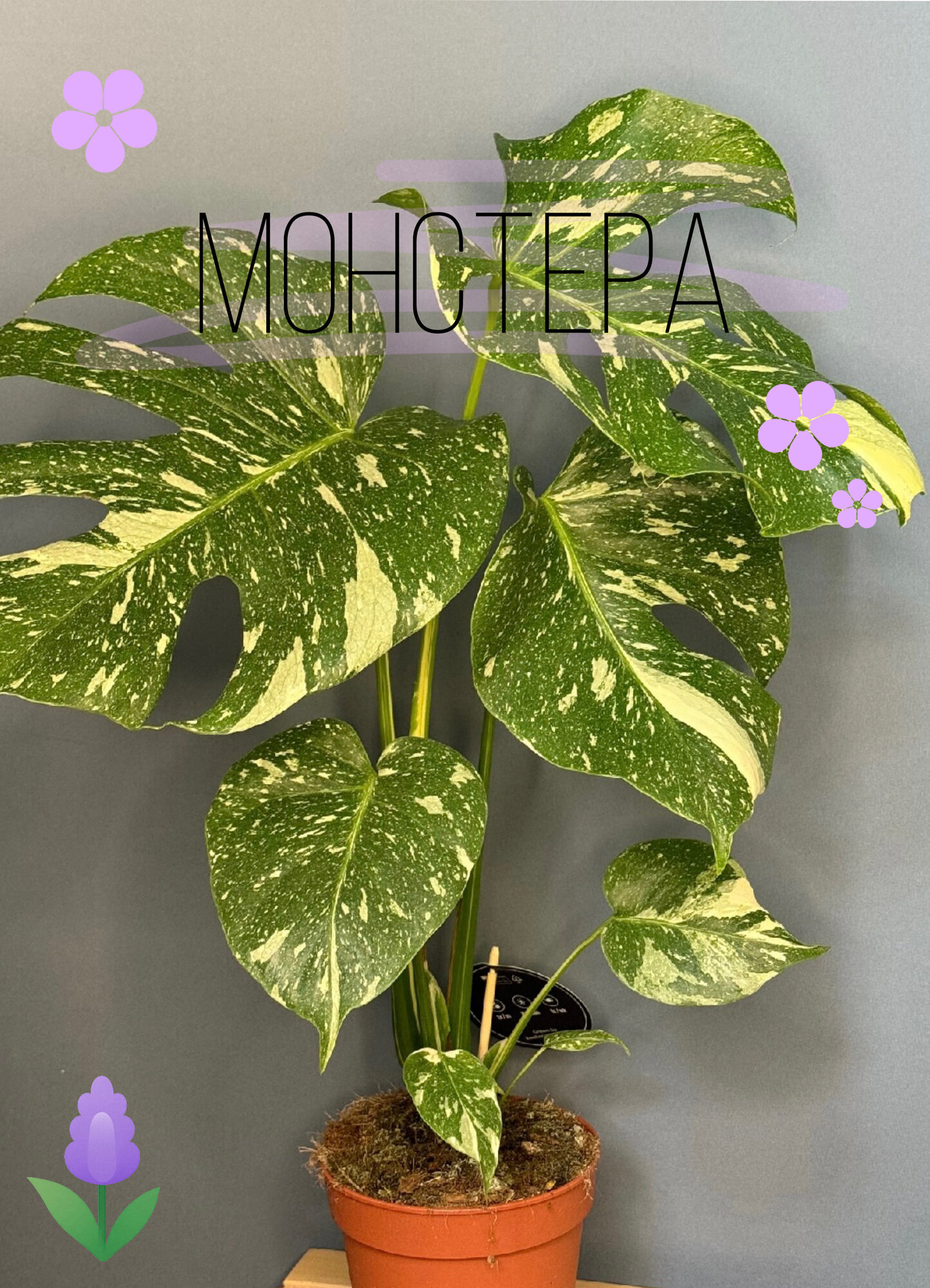 Монстера вариегатная (Monstera deliciosa ‘Variegata’) - живая скульптура и природная роскошь в интерьере