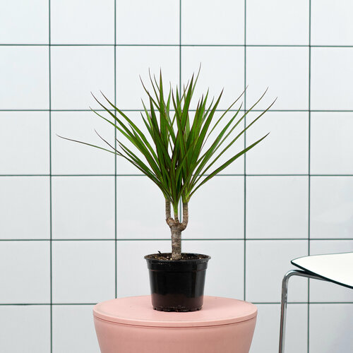 Пальма Драцена , драцена домашняя 12/30