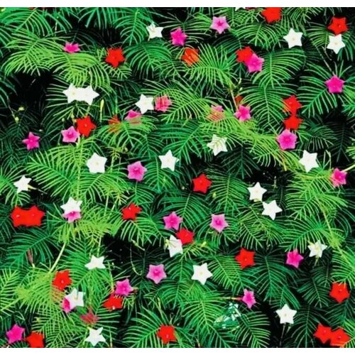 Семена Ипомея перистая Летняя радость набор 3шт