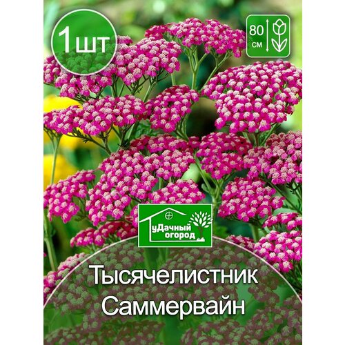 Тысячелистник Саммервайн 1 шт.