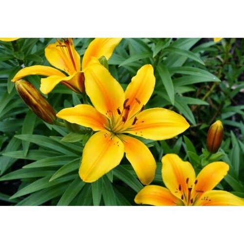 Лилия азиатская Голден Джой для Патио 1 шт 849₽